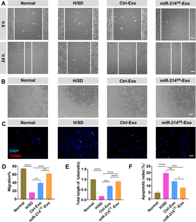 Exosomes derived from mir-214-3p overexpressing mesenchymal stem cells promote myocardial repair.