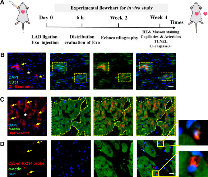 Exosomes derived from mir-214-3p overexpressing mesenchymal stem cells promote myocardial repair.