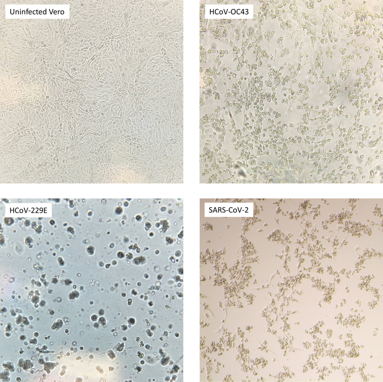 Pan-Coronavirus CRISPR-CasRx Effector System Significantly Reduces Viable Titer in HCoV-OC43, HCoV-229E, and SARS-CoV-2.