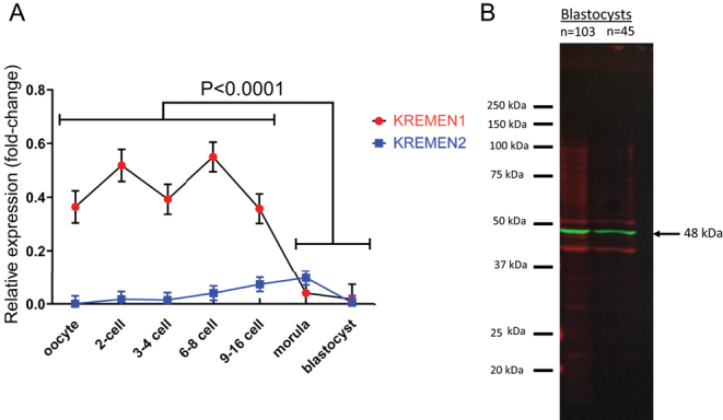 Presence of KREMEN receptors for DKK1 in the preimplantation bovine embryo.