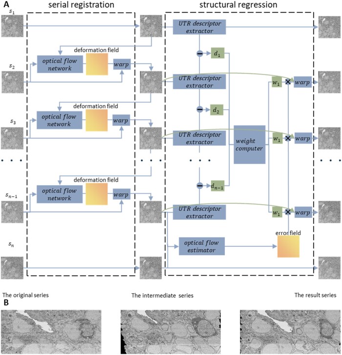 A novel registration method for long-serial section images of EM with a serial split technique based on unsupervised optical flow network.