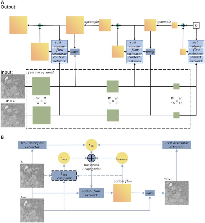 A novel registration method for long-serial section images of EM with a serial split technique based on unsupervised optical flow network.