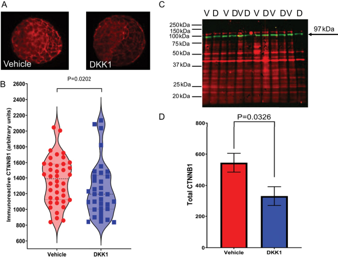 Presence of KREMEN receptors for DKK1 in the preimplantation bovine embryo.