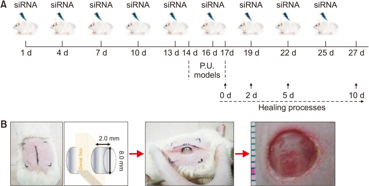 Knockdown of CPEB1 and CPEB4 Inhibits Scar Formation via Modulation of TAK1 and SMAD Signaling.