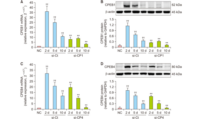 Knockdown of CPEB1 and CPEB4 Inhibits Scar Formation via Modulation of TAK1 and SMAD Signaling.