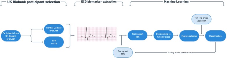 Predicting left ventricular hypertrophy from the 12-lead electrocardiogram in the UK Biobank imaging study using machine learning.