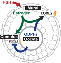 Paracrine regulation of granulosa cell development in the antral follicles in mammals.