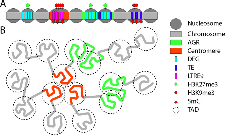 Epigenetic regulation of nuclear processes in fungal plant pathogens.