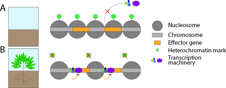 Epigenetic regulation of nuclear processes in fungal plant pathogens.