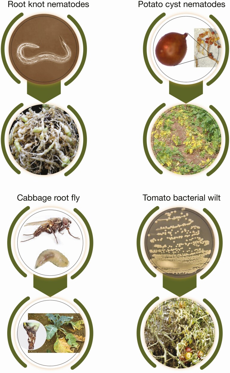 New insights into the emerging edible insect industry in Africa.