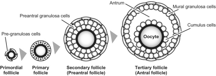 Paracrine regulation of granulosa cell development in the antral follicles in mammals.