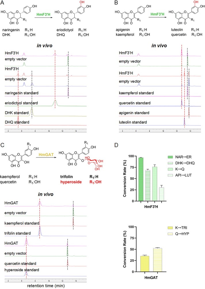 The parallel biosynthesis routes of hyperoside from naringenin in <i>Hypericum monogynum</i>.