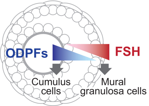 Paracrine regulation of granulosa cell development in the antral follicles in mammals.