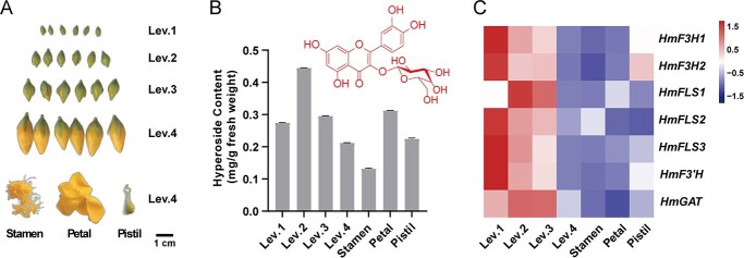 The parallel biosynthesis routes of hyperoside from naringenin in <i>Hypericum monogynum</i>.