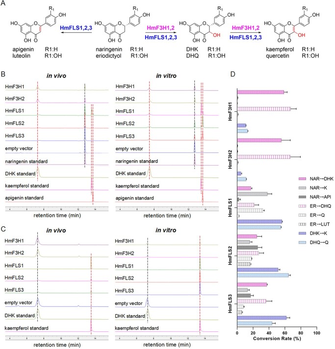 The parallel biosynthesis routes of hyperoside from naringenin in <i>Hypericum monogynum</i>.