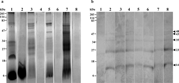 Identification of allergens in Artocarpus heterophyllus, Moringa oleifera, Trianthema portulacastrum and Syzygium samarangense.