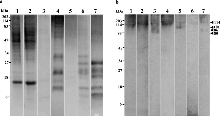 Identification of allergens in Artocarpus heterophyllus, Moringa oleifera, Trianthema portulacastrum and Syzygium samarangense.