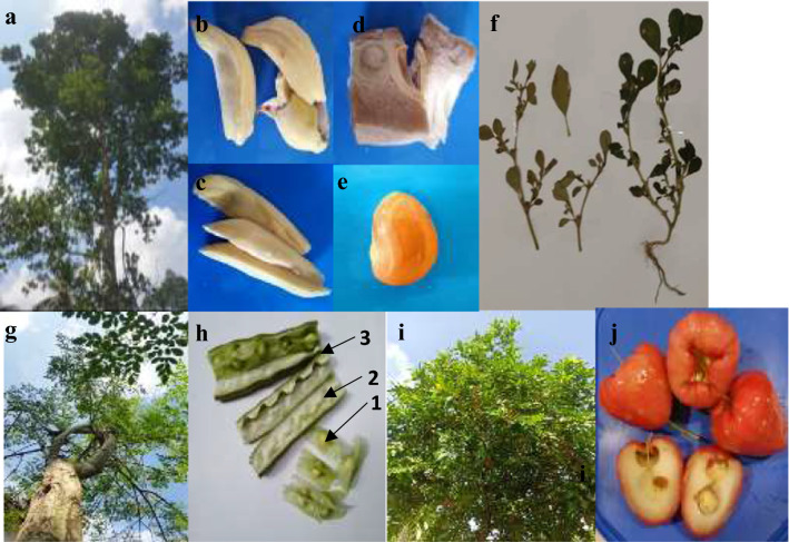 Identification of allergens in Artocarpus heterophyllus, Moringa oleifera, Trianthema portulacastrum and Syzygium samarangense.