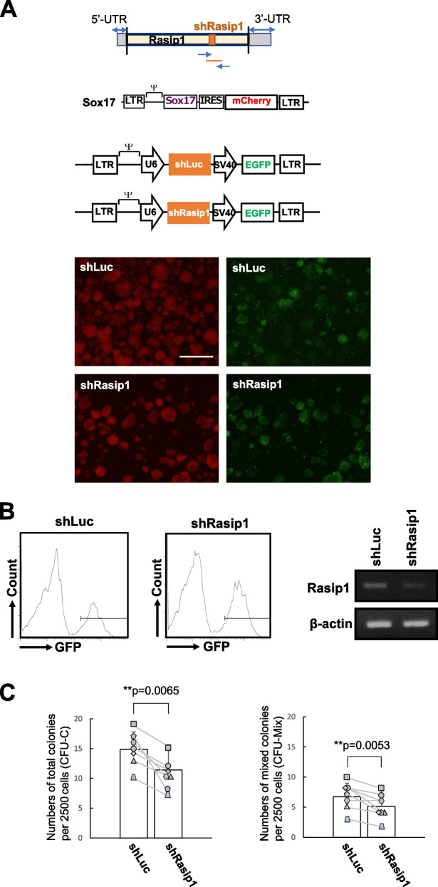 A Sox17 downstream gene Rasip1 is involved in the hematopoietic activity of intra-aortic hematopoietic clusters in the midgestation mouse embryo.