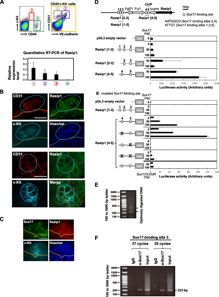 A Sox17 downstream gene Rasip1 is involved in the hematopoietic activity of intra-aortic hematopoietic clusters in the midgestation mouse embryo.