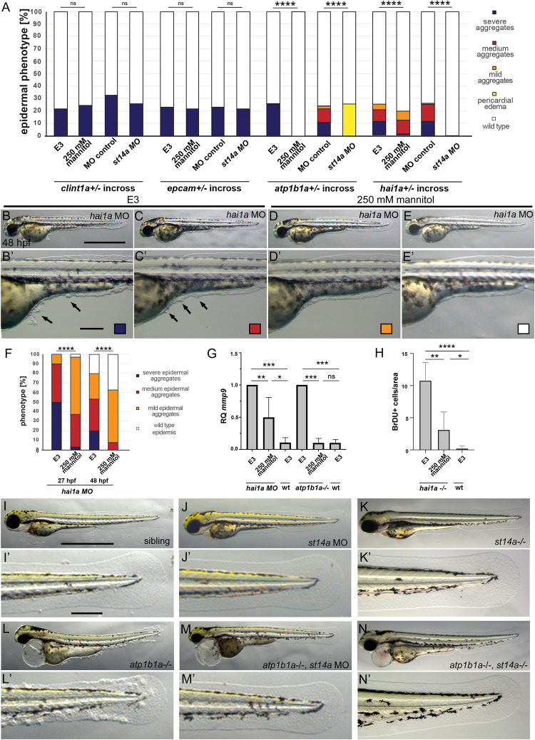 Matriptase-dependent epidermal pre-neoplasm in zebrafish embryos caused by a combination of hypotonic stress and epithelial polarity defects.