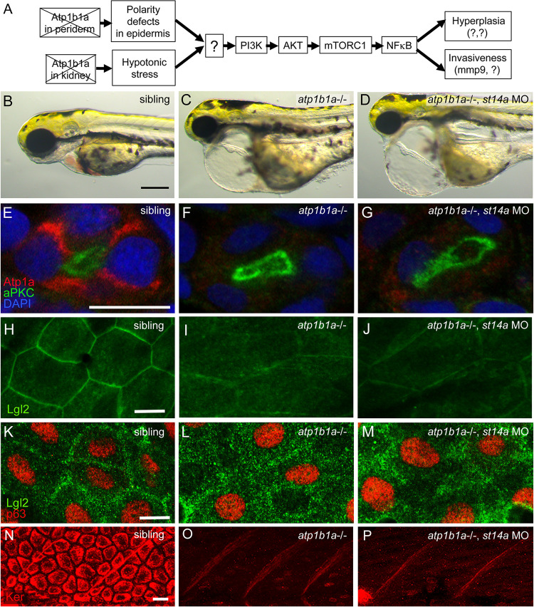 Matriptase-dependent epidermal pre-neoplasm in zebrafish embryos caused by a combination of hypotonic stress and epithelial polarity defects.