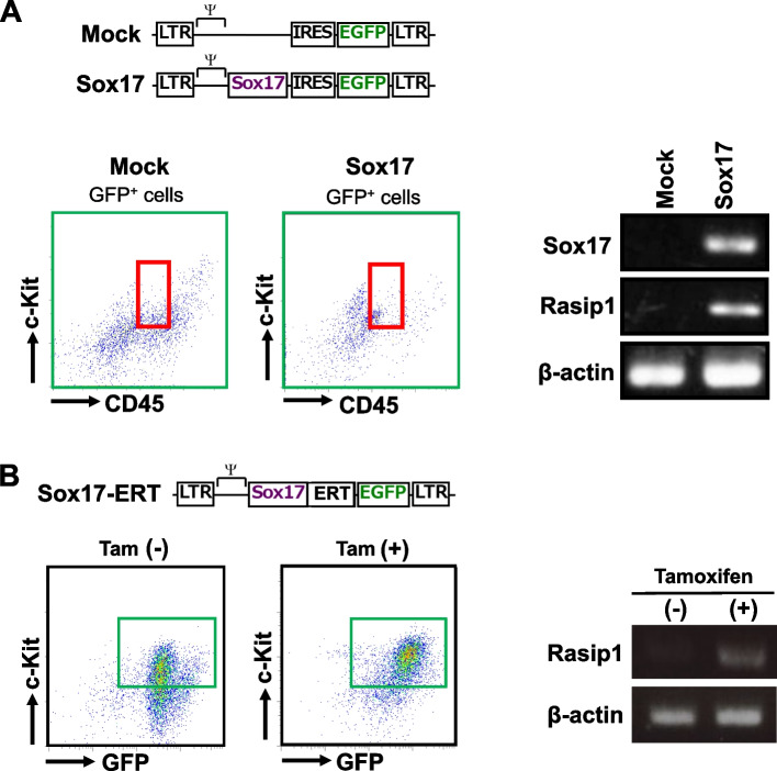 A Sox17 downstream gene Rasip1 is involved in the hematopoietic activity of intra-aortic hematopoietic clusters in the midgestation mouse embryo.