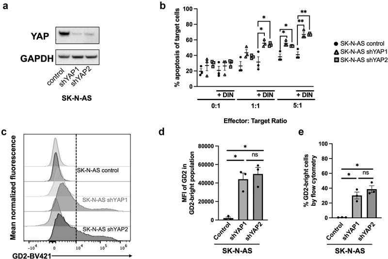 The yes-associated protein (YAP) is associated with resistance to anti-GD2 immunotherapy in neuroblastoma through downregulation of <i>ST8SIA1</i>.