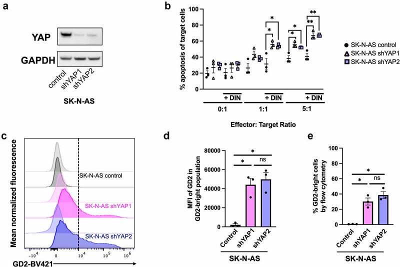 The yes-associated protein (YAP) is associated with resistance to anti-GD2 immunotherapy in neuroblastoma through downregulation of <i>ST8SIA1</i>.