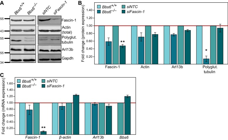 The actin-bundling protein Fascin-1 modulates ciliary signalling.