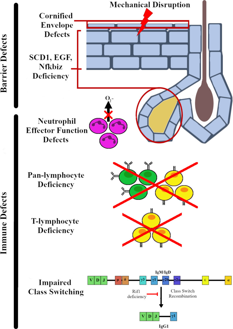 Staphylococcus xylosus and Staphylococcus aureus as commensals and pathogens on murine skin.