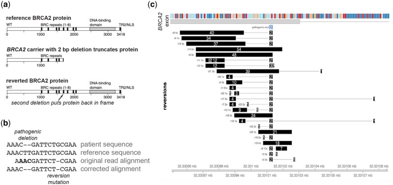 AARDVARK: an automated reversion detector for variants affecting resistance kinetics.