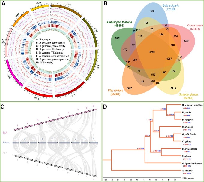 Chromosome-scale genome sequence of <i>Suaeda glauca</i> sheds light on salt stress tolerance in halophytes.