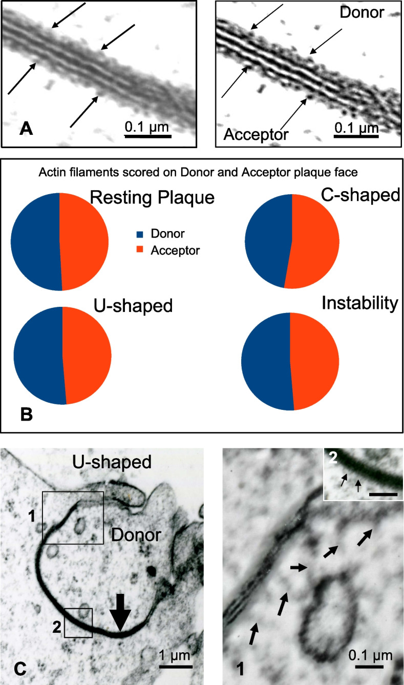 Cooperative cell-cell actin network remodeling to perform Gap junction endocytosis.