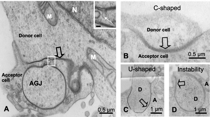 Cooperative cell-cell actin network remodeling to perform Gap junction endocytosis.