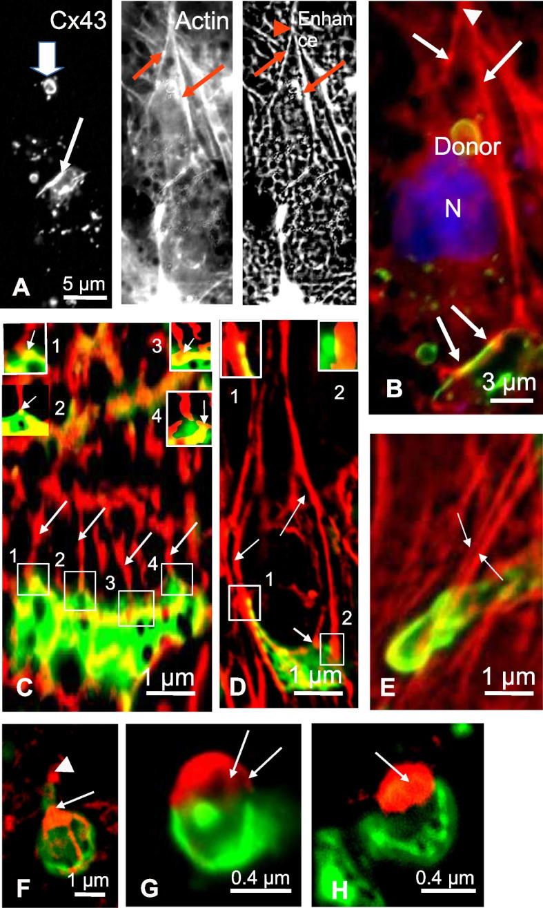 Cooperative cell-cell actin network remodeling to perform Gap junction endocytosis.