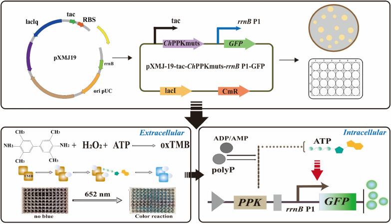 A high-throughput dual system to screen polyphosphate kinase mutants for efficient ATP regeneration in L-theanine biocatalysis.