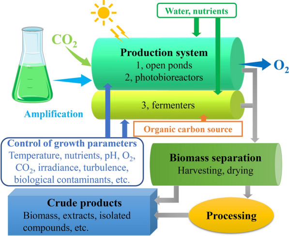 Biotechnologies for bulk production of microalgal biomass: from mass cultivation to dried biomass acquisition