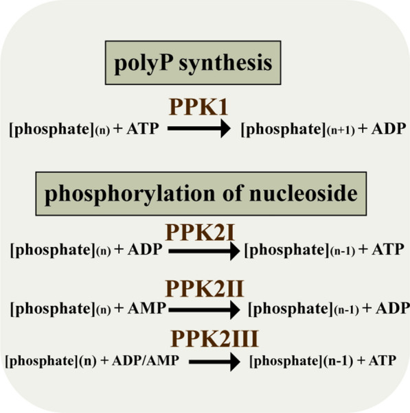 A high-throughput dual system to screen polyphosphate kinase mutants for efficient ATP regeneration in L-theanine biocatalysis.