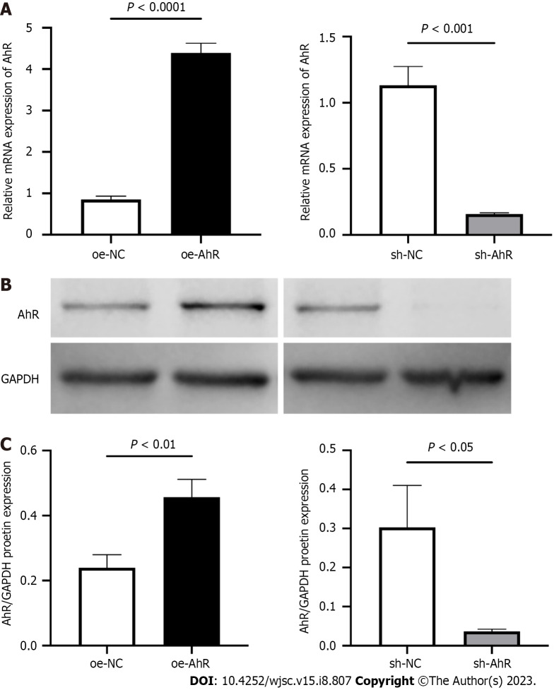 Constitutive aryl hydrocarbon receptor facilitates the regenerative potential of mouse bone marrow mesenchymal stromal cells.