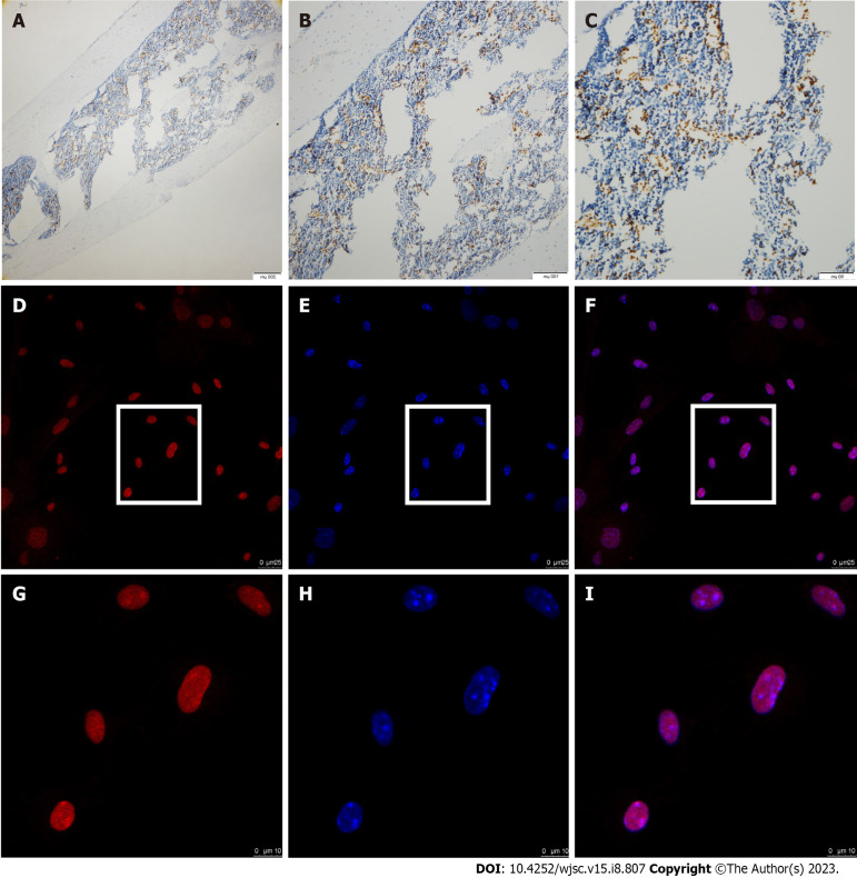 Constitutive aryl hydrocarbon receptor facilitates the regenerative potential of mouse bone marrow mesenchymal stromal cells.