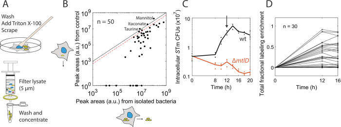 A pathogen-specific isotope tracing approach reveals metabolic activities and fluxes of intracellular Salmonella.