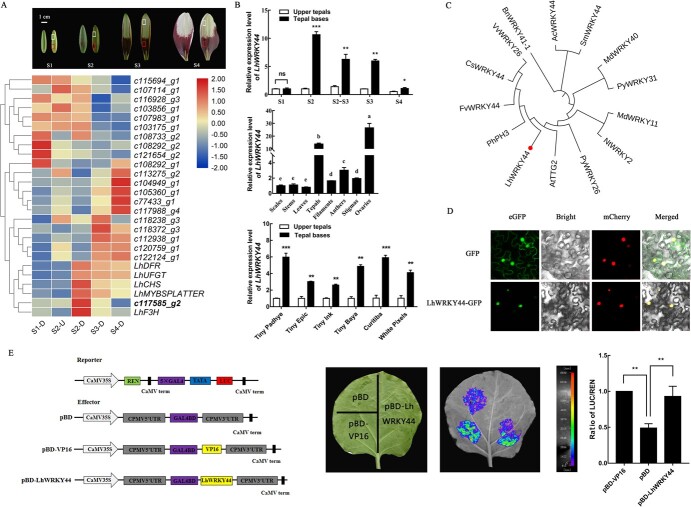 Multifaceted roles of LhWRKY44 in promoting anthocyanin accumulation in Asiatic hybrid lilies (<i>Lilium</i> spp.).