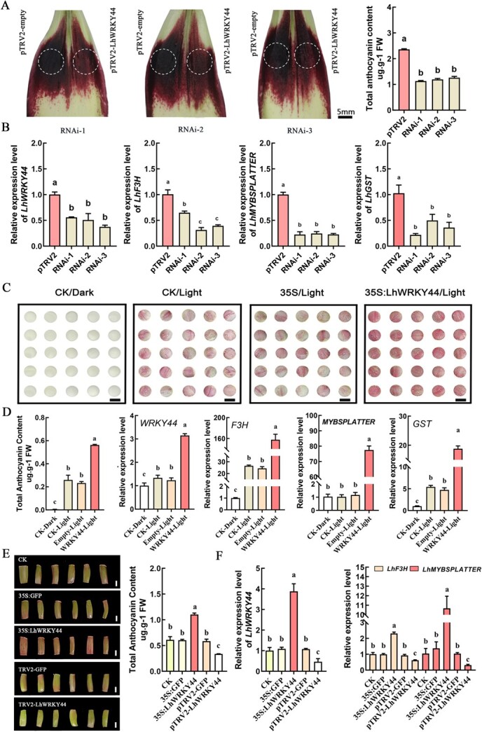 Multifaceted roles of LhWRKY44 in promoting anthocyanin accumulation in Asiatic hybrid lilies (<i>Lilium</i> spp.).