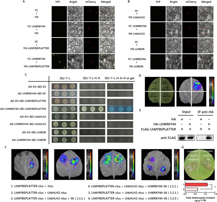 Multifaceted roles of LhWRKY44 in promoting anthocyanin accumulation in Asiatic hybrid lilies (<i>Lilium</i> spp.).