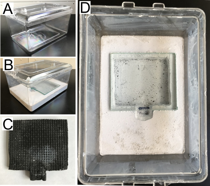 Caste Transition and Reversion in <i>Harpegnathos saltator</i> Ant Colonies.