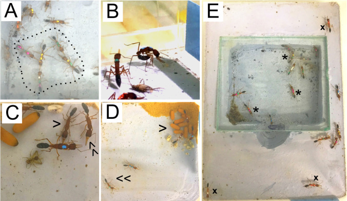 Caste Transition and Reversion in <i>Harpegnathos saltator</i> Ant Colonies.