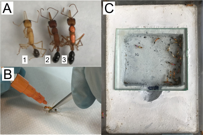 Caste Transition and Reversion in <i>Harpegnathos saltator</i> Ant Colonies.