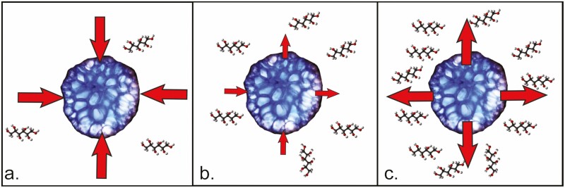 Measuring tissue water potential in marine macroalgae via an updated Chardakov method.