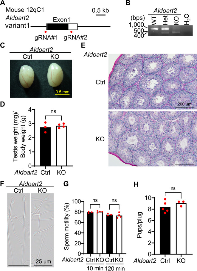 The testis-, epididymis-, or seminal vesicle-enriched genes Aldoart2, Serpina16, Aoc1l3, and Pate14 are not essential for male fertility in mice.